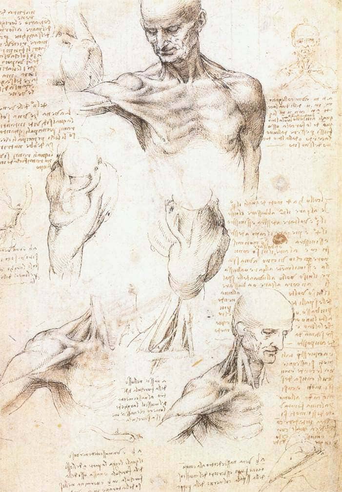 Leonardo da Vinci, anatomical studies of a male shoulder